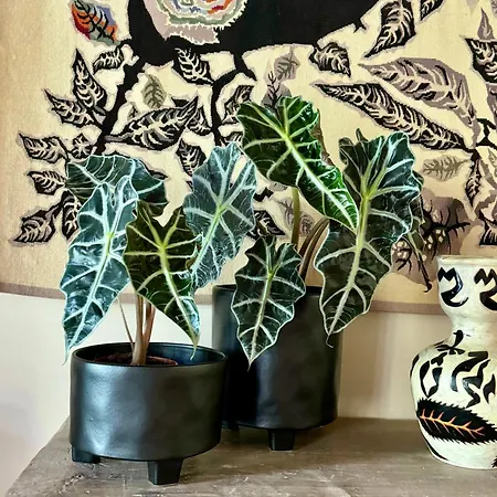 Maison Emeraude بيت ضيافة 4*