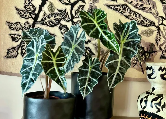 Maison Emeraude Guest house 4*